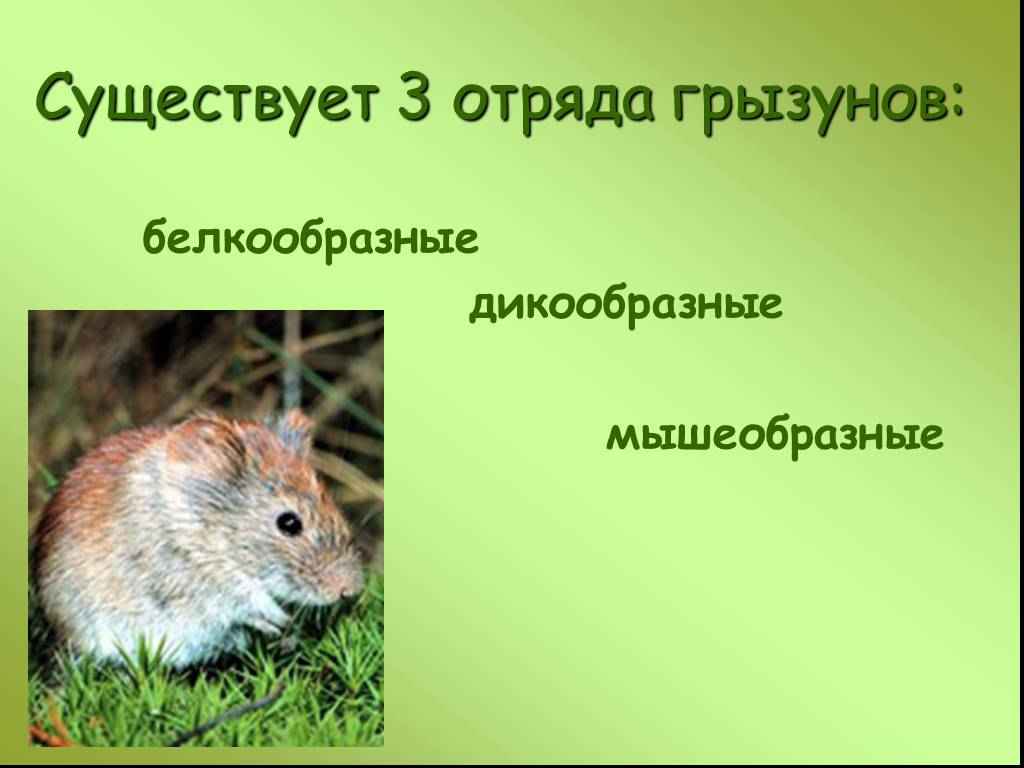 На фото описаны 3 отряда грызунов